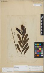 Foto von Salix lambertiana Sm.